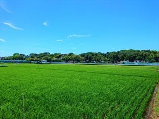 横浜市緑区の水田（出典：横浜市）